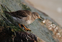 David Plant Photography - Wildlife Photography - Purple sandpiper - C